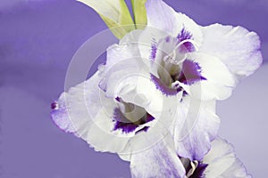 Bouquet of purple gladiola flowers standing against purple swag background