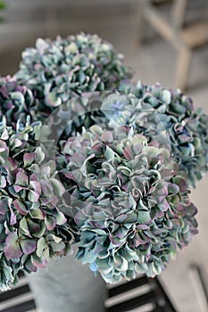 Bouquet of purple and green flower. Beautiful hydrangea flowers in a vase on a table. Decoration of home. Wallpaper and