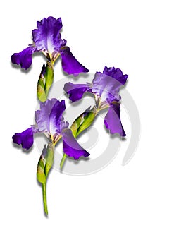 Bouquet of purple irises on a white background