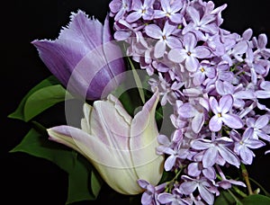 Bouquet of purple lilacs and tulips on a dark background