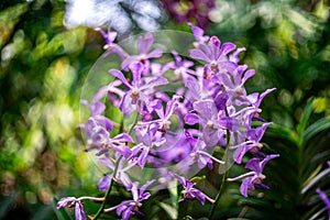 Bouquet of purple orchid with blur background