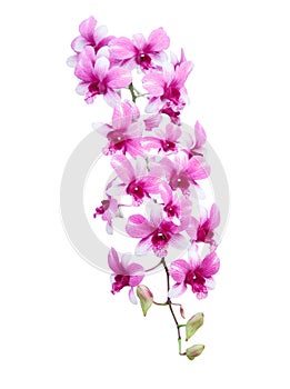 Bouquet of purple orchid flower isolated on white background