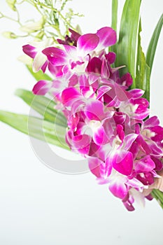 Bouquet purple orchid flower for pray respect to Buddha