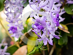 Bouquet of  Purple Queen`s Wreath Flowers Hanging