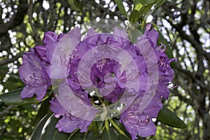 , A bouquet of Purple   Rhododendrons photo