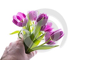 Bouquet of purple tulip flowers in man hand isolated, copy space. Man holding bunch of tulips. copy space for your text.