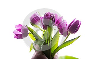 Bouquet of purple tulip flowers in man hand isolated, copy space. Man holding bunch of tulips. copy space for your text.
