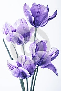 A Bouquet of Purple Tulips Against a Clean White Background