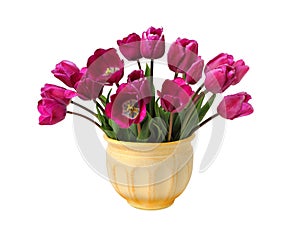 Bouquet of purple tulips on white