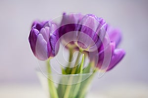 Bouquet of purple tulips with green leaves in glass vase