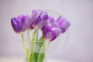Bouquet of purple tulips with green leaves in glass vase