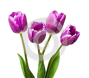 Bouquet of purple tulips isolated on white background