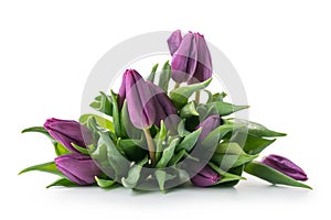 Bouquet of purple tulips isolated on white