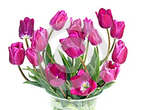 Bouquet of purple tulips on white