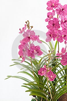 Bouquet of purple vanda orchids