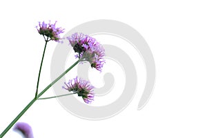 A bouquet purple verbena flower blossom on white isolated background