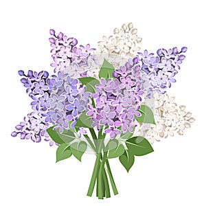 Bouquet of purple and white lilac flowers. Vector illustration.