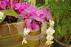 Bouquet of purple and white orchids