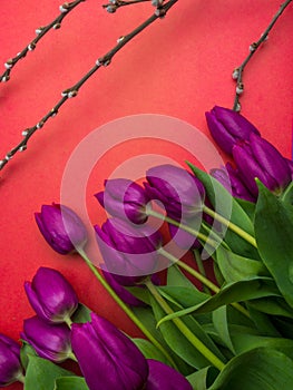 Bouquet of purpleviolet tulips background. Spring flowers. Greeting card for Valentine`s Day, Woman`s Day and Mother`s Day.