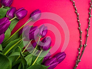 Bouquet of purpleviolet tulips background. Spring flowers. Greeting card for Valentine`s Day, Woman`s Day and Mother`s Day.