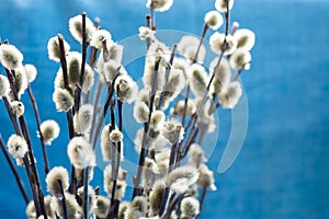 Bouquet of willow twigs branches on light blue background, sunlight, spring, easter concept, copyspace