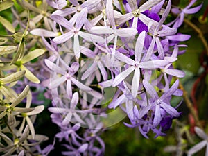 Bouquet of  Queen`s Wreath Flowers Hanging