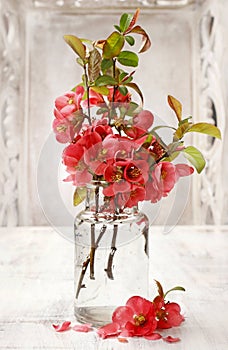 Bouquet of quince Cydonia oblonga flowers