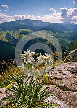 Bouquet of rare flowers Leontopodium nivale, commonly called edelweiss on a rock, a natural biotope
