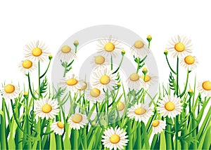 Bouquet realistic daisy, camomile flowers on white background. Vector illustration card camomile tea medical Web site page and mob