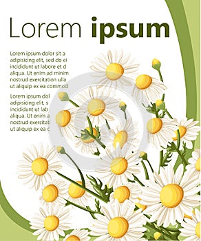 Bouquet realistic daisy, camomile flowers on white background. Vector illustration card camomile tea medical Web site page and mob