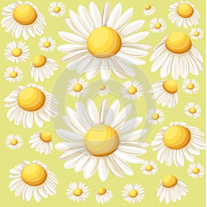 Bouquet realistic daisy, camomile flowers on white background. Vector illustration card camomile tea medical Web site page and mob