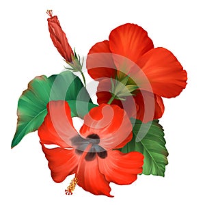 Bouquet of realistic tropical red hibiscus flowers on white background