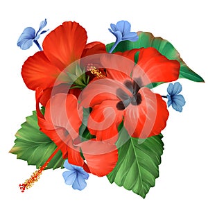 Bouquet of realistic tropical red hibiscus and little blue flowers on white background