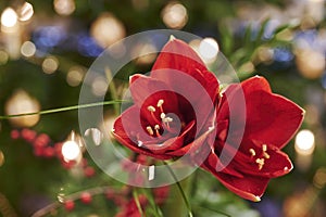 Bouquet of red Amaryllis Amaryllidaceae, plant genus St. Joseph`s lilies , in front of unfocussed lamps