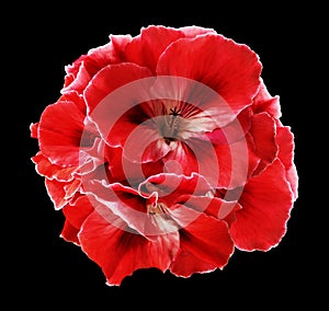 A bouquet of red begonias on the black isolated background with clipping path. Close-up without shadows.