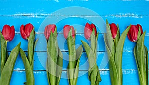 Bouquet of red blooming tulips with green stems and leaves, flowers lie on a blue wooden background
