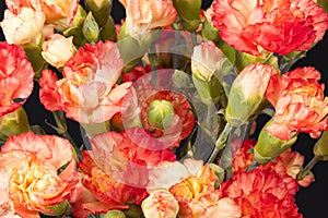 Bouquet of red carnation Dianthus caryophyllus