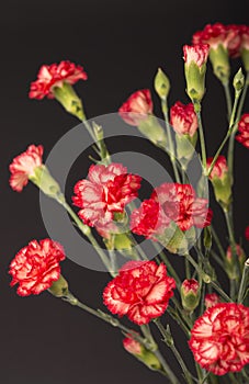 Bouquet of red carnation flowers isolated on black background. floral background