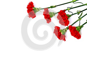 Bouquet of red carnations Dianthus caryophyllus on white background with space for text. Top view, flat lay
