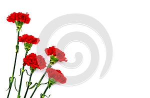 Bouquet of red carnations Dianthus caryophyllus on white background with space for text. Top view, flat lay