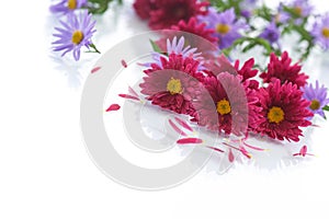 Bouquet of red chrysanthemums