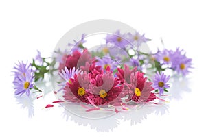 Bouquet of red chrysanthemums