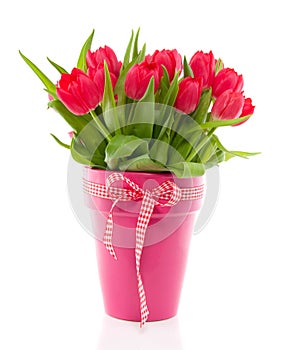 A bouquet of red colorful tulips
