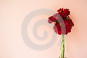 Bouquet of red cynicism in front of pale pink pastel background. Floral lifestyle composition with copy space.