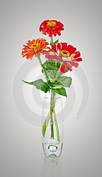 Bouquet from red daisy-gerbera in glass vase