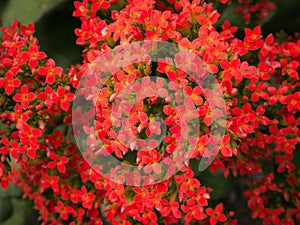 Bouquet of Red Flaming Katy Flowers Blooming