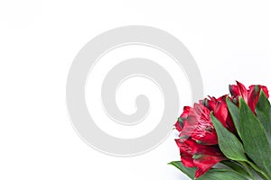 Bouquet of red flowers alstroemeria on white background. Flat lay. Horizontal. Mockup with copy space for greeting card