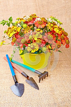 Bouquet of red flowers (Helenium) and garden tools on an canvas