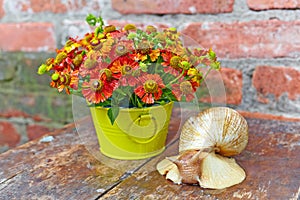 Bouquet of red flowers (Helenium) and giant snail (Achatina Retitsulata) on the old background