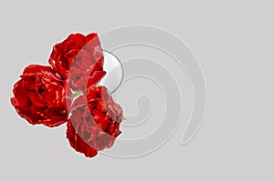 A bouquet of red flowers isolated on white background. Three red peony tulips. Flower gift concept. Concept of St. Valentine`s Da